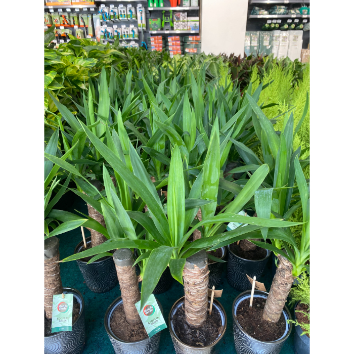 yucca-h13
