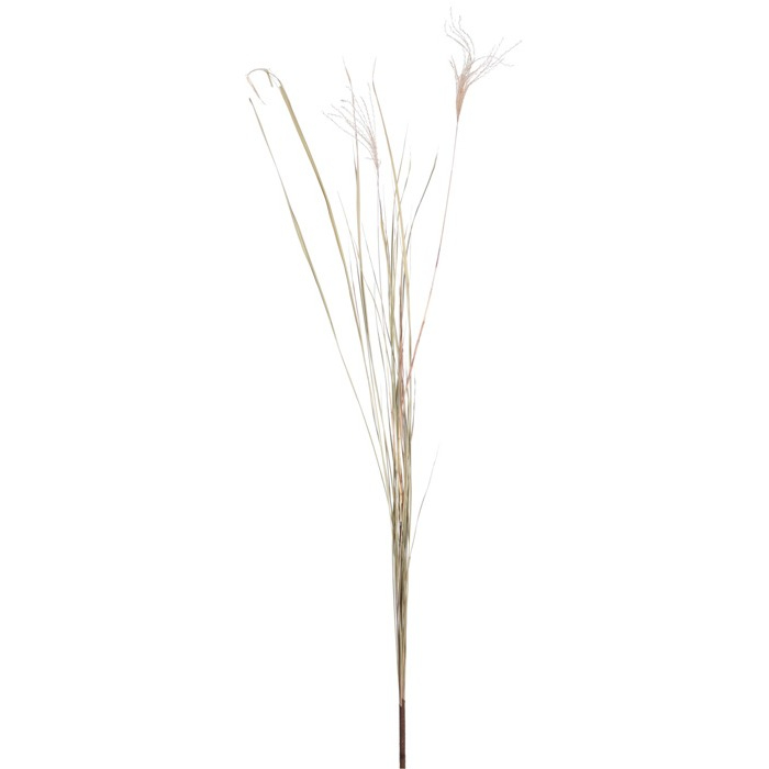 pampas-135cm-decoration