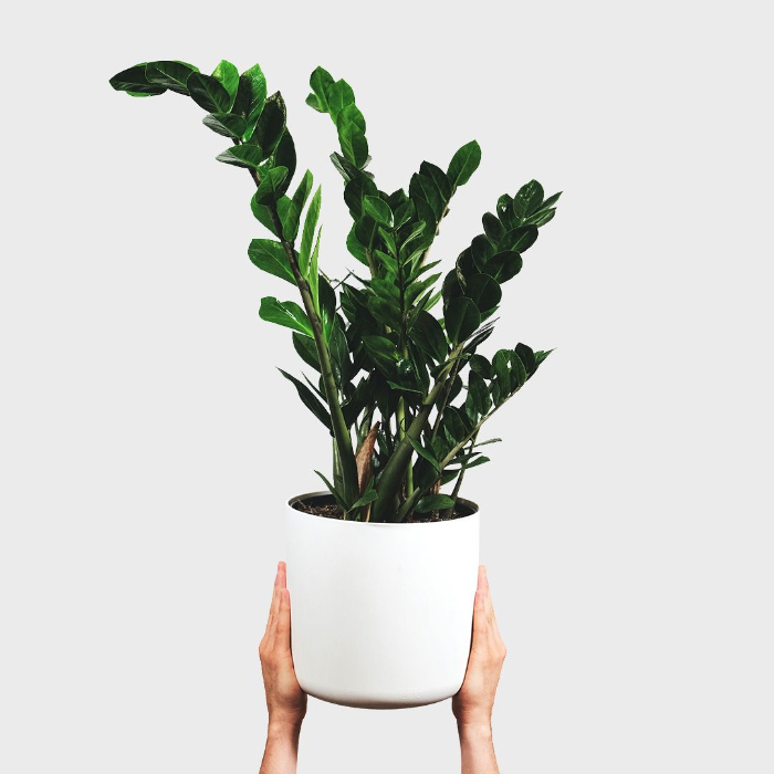 zamioculcas-zamiifolia-h50-p14